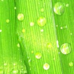 I love the fresh, clean smell of rain...I can almost drink it in.